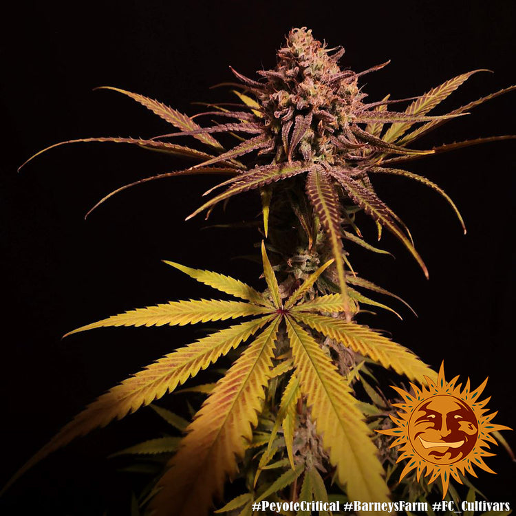 Barneys Farm - Peyote Critical FEMINISIERT