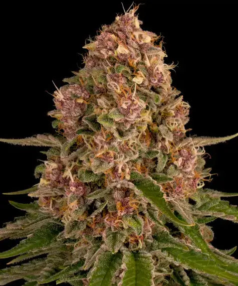 Barneys Farm Pink Kush feminisierte Cannabissamen