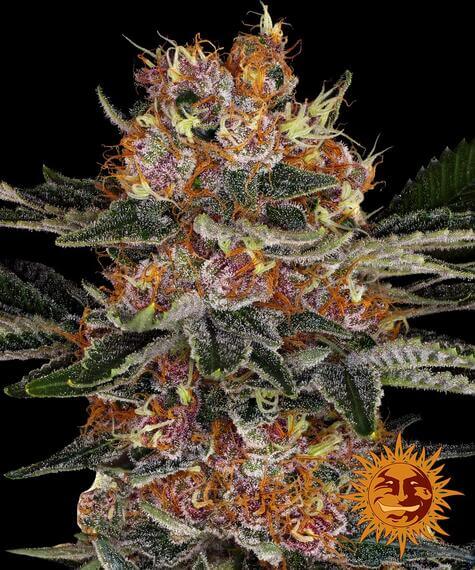 Barneys Farm Purple Punch Auto feminisierte Samen bei Pief-Leaf®