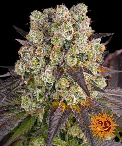 Barneys Farm Purple Punch x Lemon Drizzle feminisierte Samen bei Pief-Leaf®