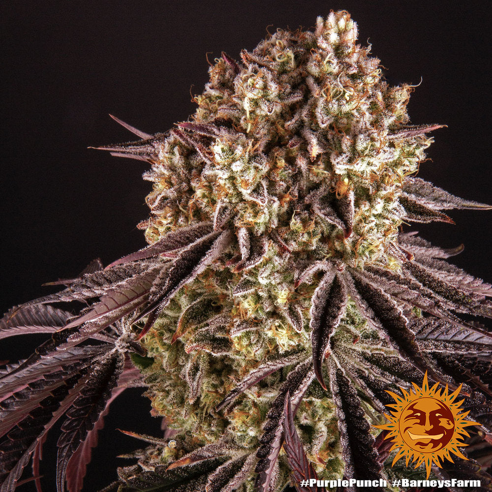 Barneys Farm - Purple Punch FEMINISIERT