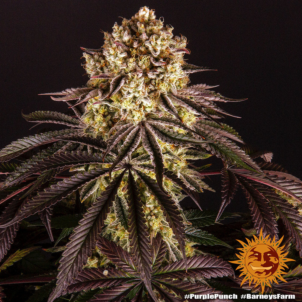 Barneys Farm - Purple Punch FEMINISIERT