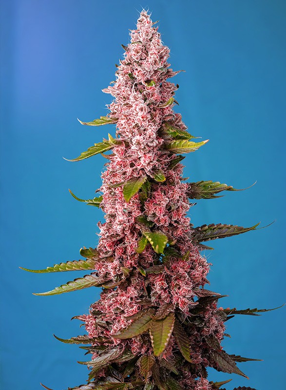 Red Hot Cookies® von Sweet Seeds® – Sativadominierte Cannabissorte mit roten Blüten, süßem Mandarinen- und Mango-Aroma. Ideal für Indoor- und Outdoor-Anbau.