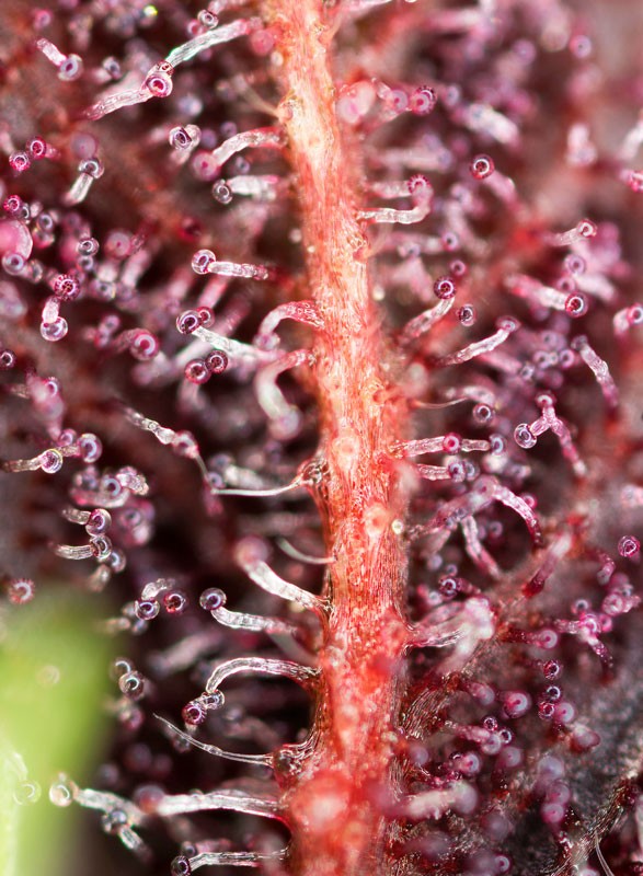 Sweet Seeds® - Red Hot Cookies® FEMINISIERT