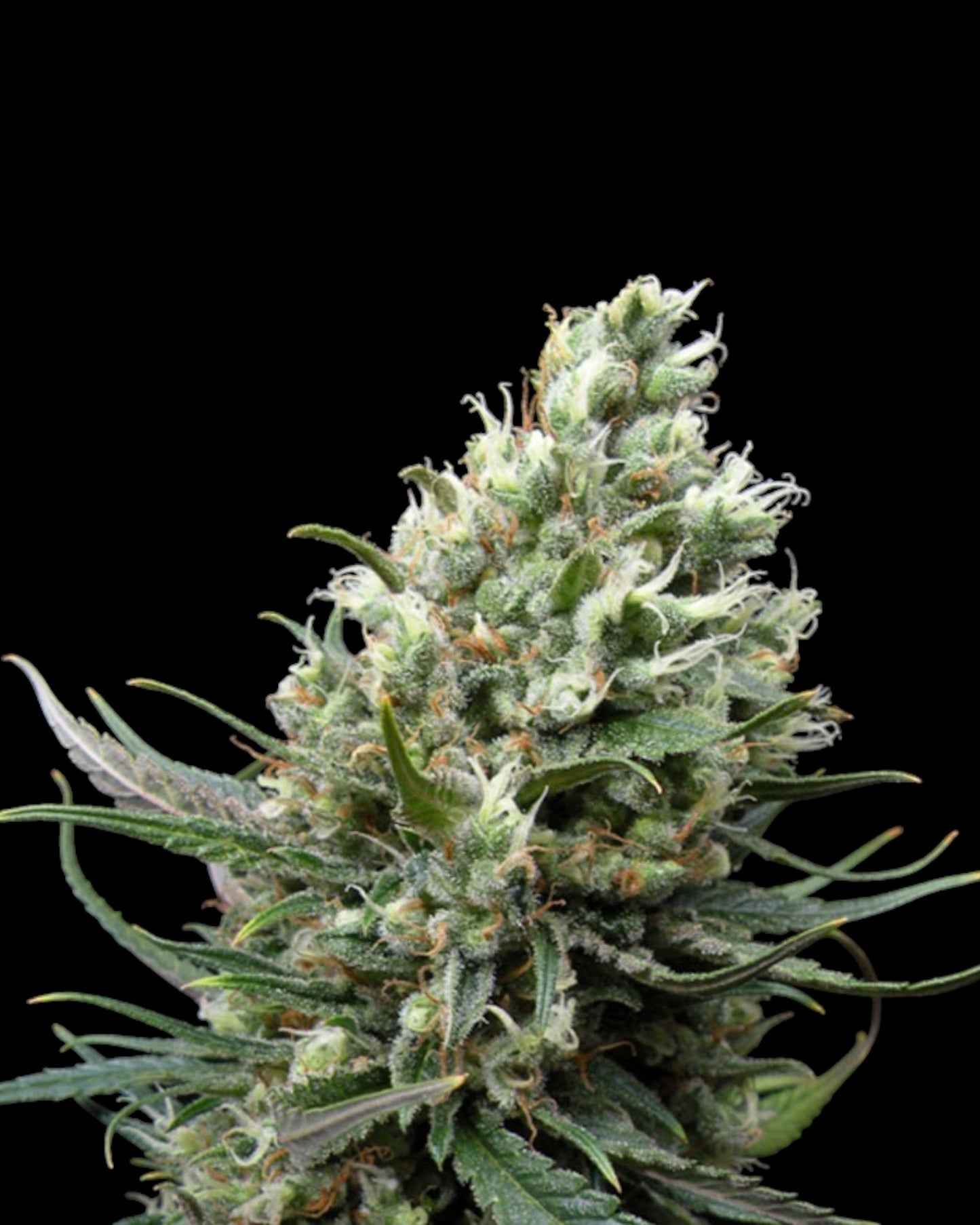 Ripper Seeds - Ripper Haze - FEMINISIERT