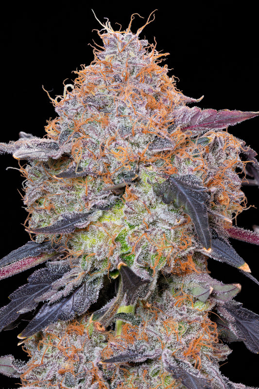 ZUMINATI feminisierte Cannabissamen von Grounded Genetics, erhältlich bei Pief-Leaf®