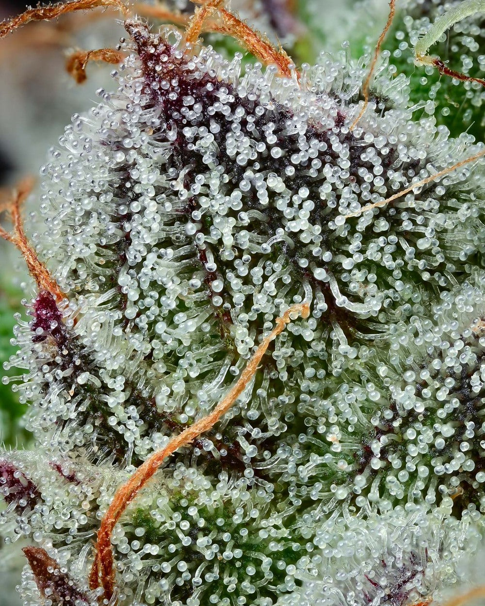 Barneys Farm x Backpackboyz - Black Cherry Gushers FEMINISIERT