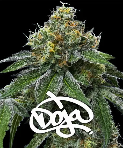 RS11 x Banana OG Samen von Barney’s Farm – 70 % Indica, feminisierte Cannabissorte mit fruchtig-zitrusartigem Aroma und hohen Erträgen.