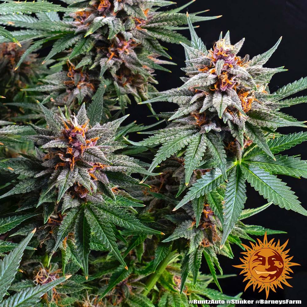 Barneys Farm - Runtz AUTOFLOWER
