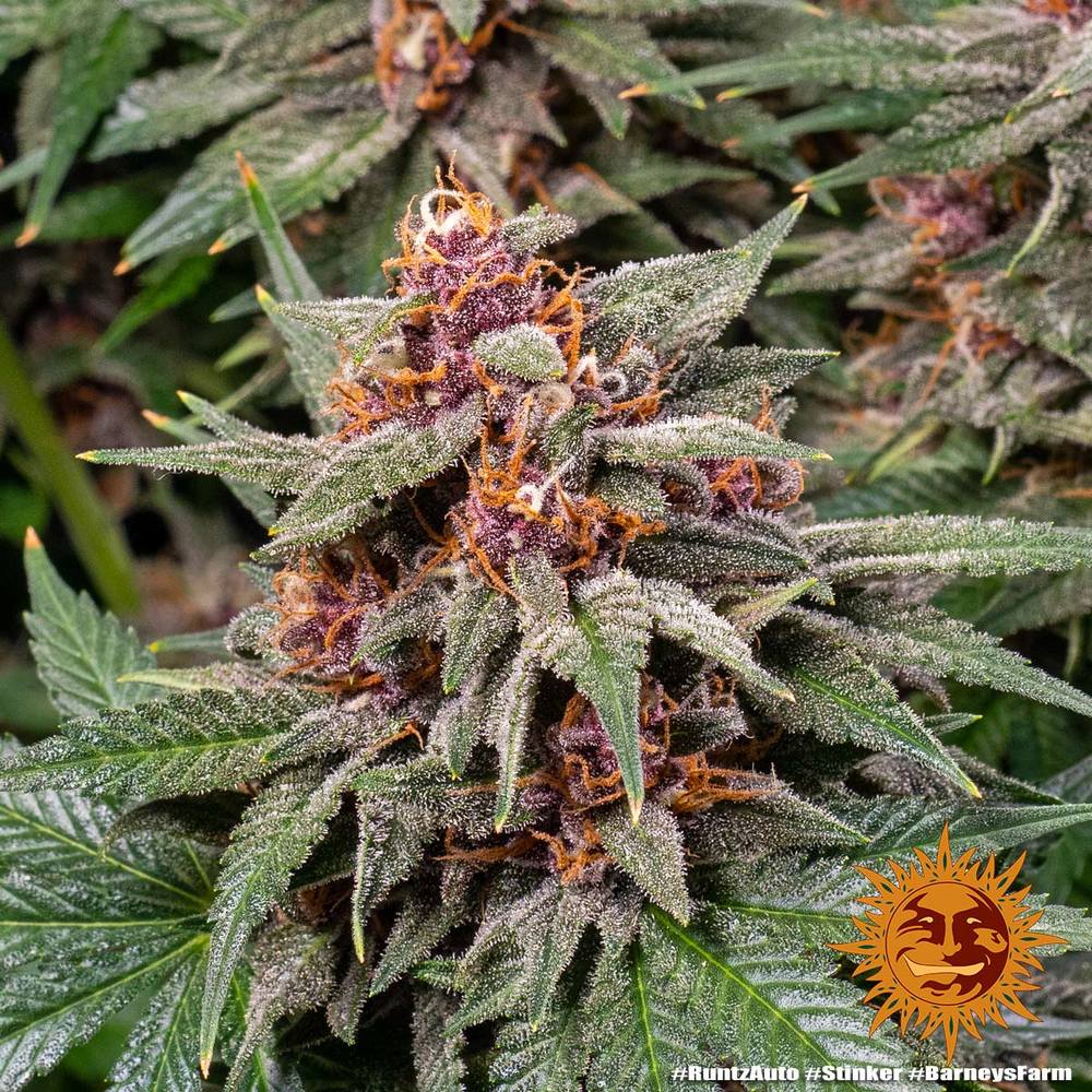 Barneys Farm - Runtz AUTOFLOWER