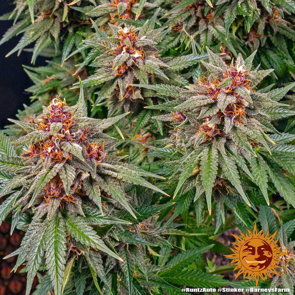Barneys Farm - Runtz AUTOFLOWER