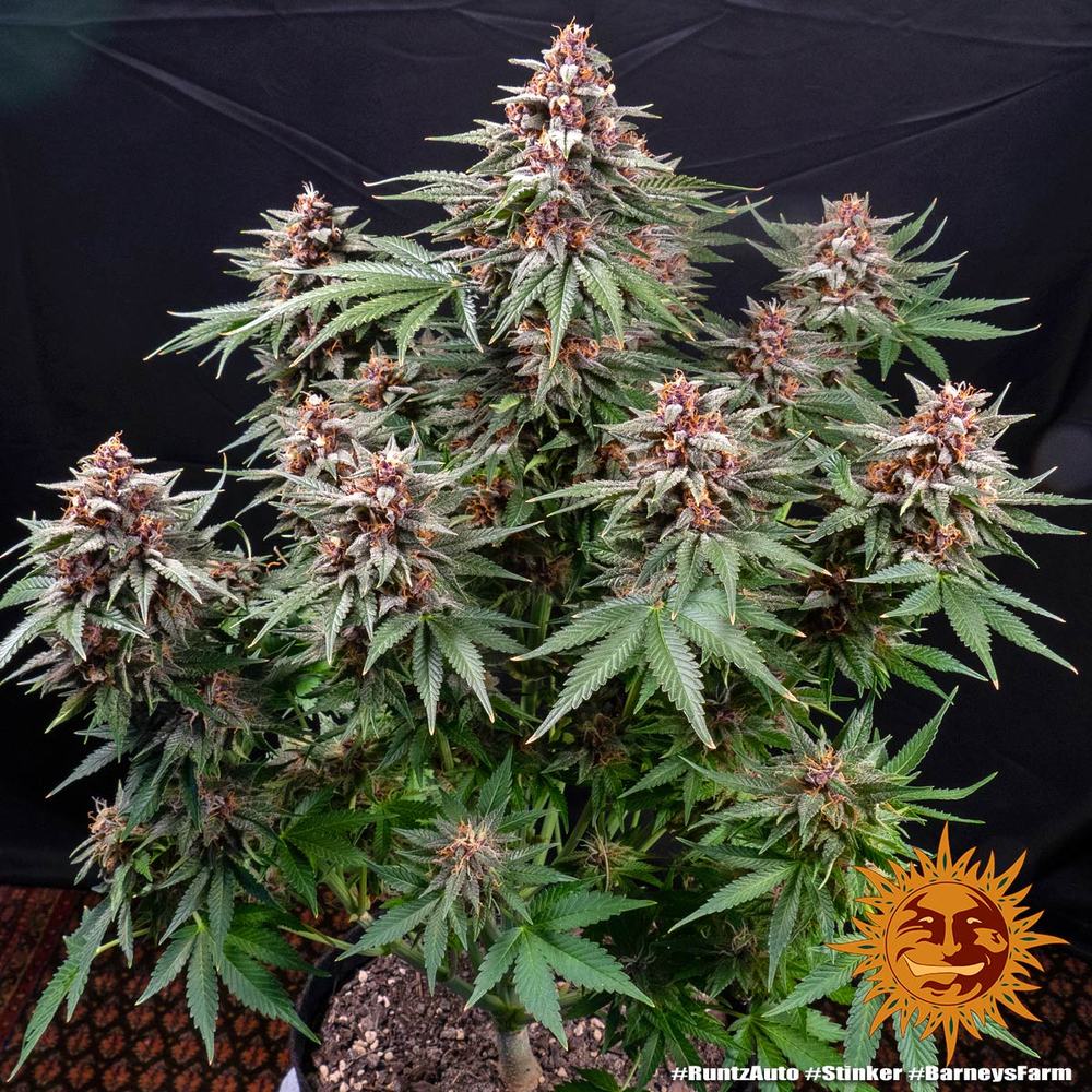 Barneys Farm - Runtz AUTOFLOWER