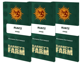 Barneys Farm - Runtz FEMINISIERT