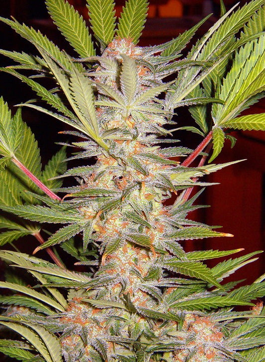 S.A.D. Sweet Afgani Delicious F1 Fast Version® von Sweet Seeds® – Schnell blühende, feminisierte Cannabissorte mit süßem, moschusartigem Aroma und hoher Harzproduktion. Ideal für Indoor- und Outdoor-Anbau.
