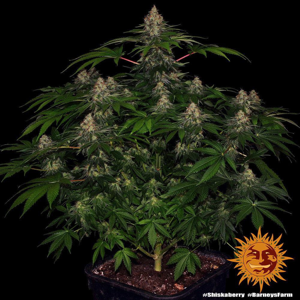 Barneys Farm - Shiskaberry FEMINISIERT