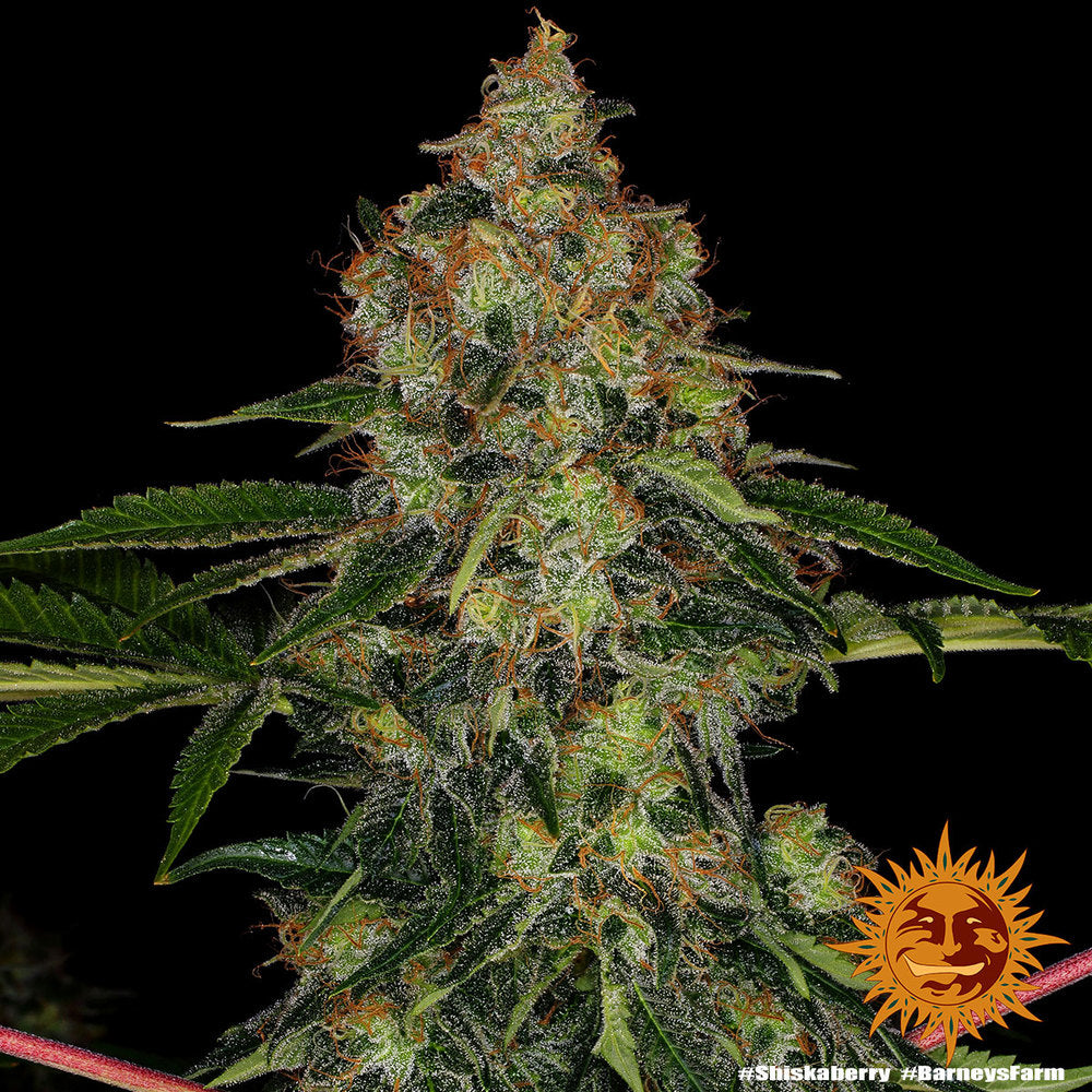 Barneys Farm - Shiskaberry FEMINISIERT