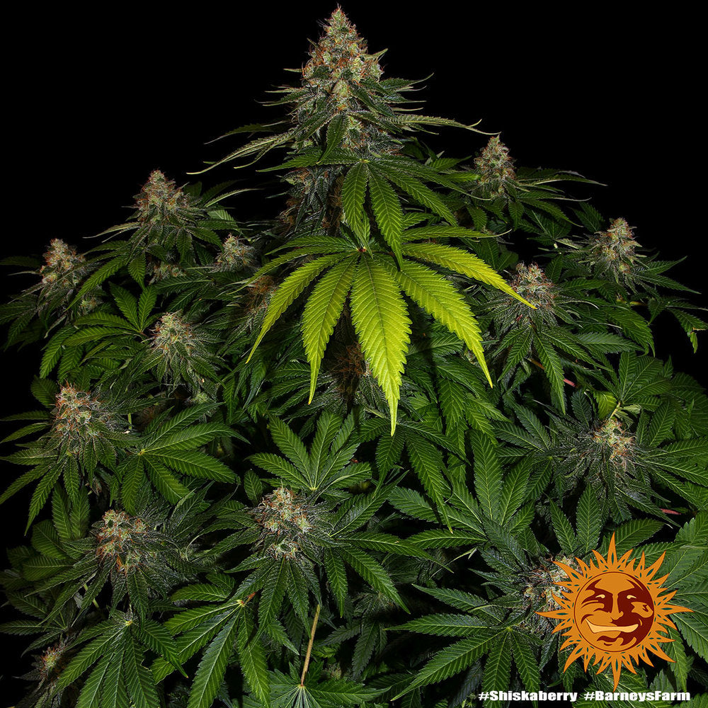 Barneys Farm - Shiskaberry FEMINISIERT