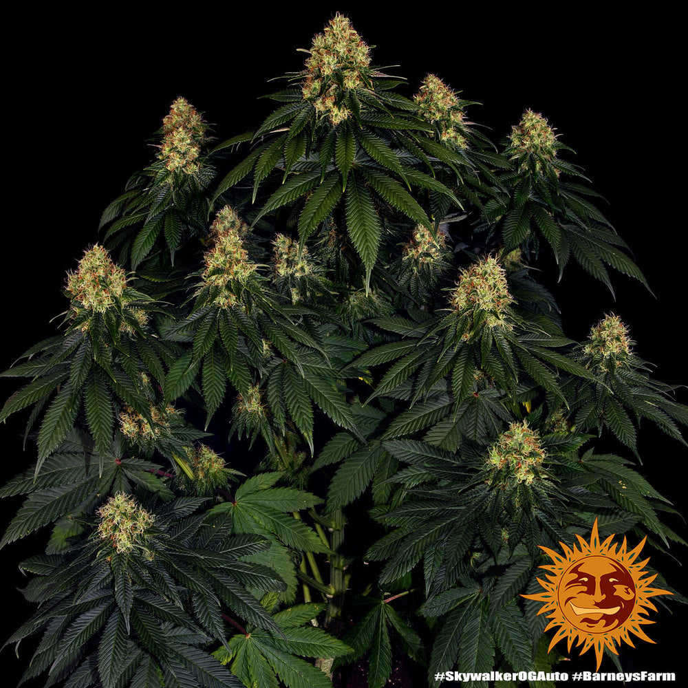Skywalker OG AUTOFLOWER