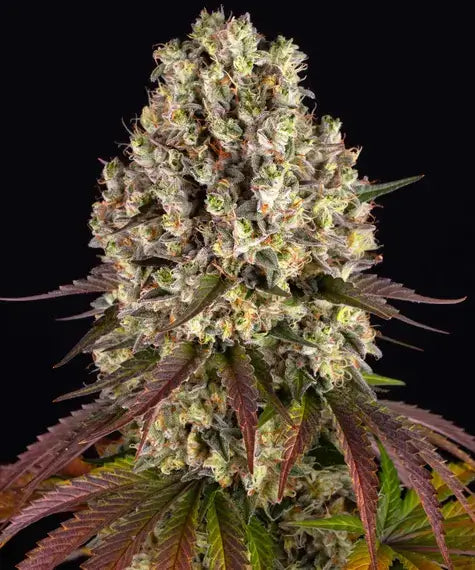 Sour Diesel feminisierte Samen von Barney’s Farm