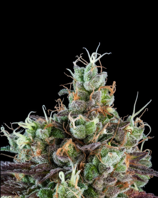 Sour Ripper feminisierte Cannabissamen von Ripper Seeds mit klassischem Sour-Diesel-Aroma und 80 % Sativa-Anteil