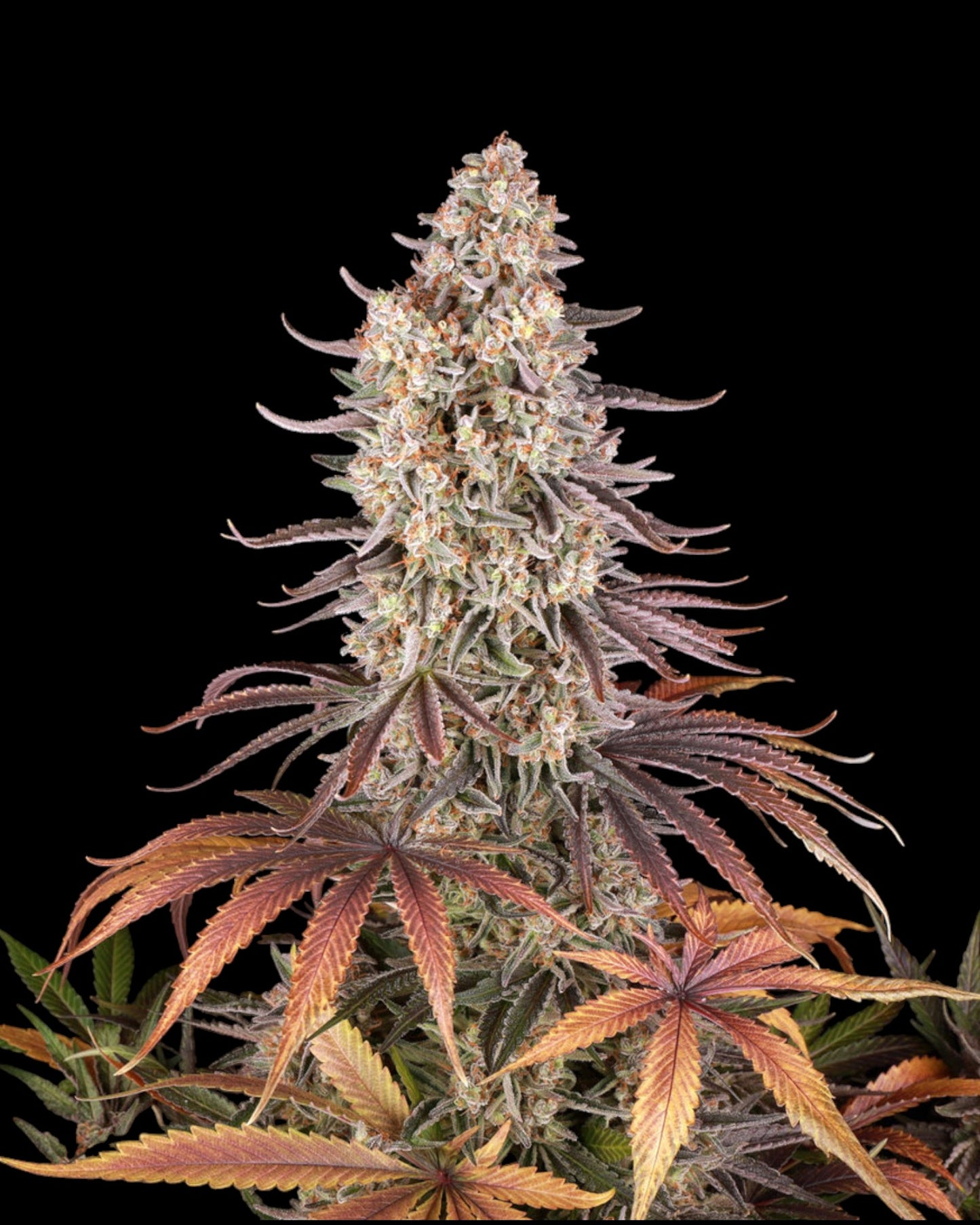 Barneys Farm - Sour Strawberry FEMINISIERT