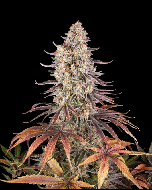 Sour Strawberry FEMINISIERT