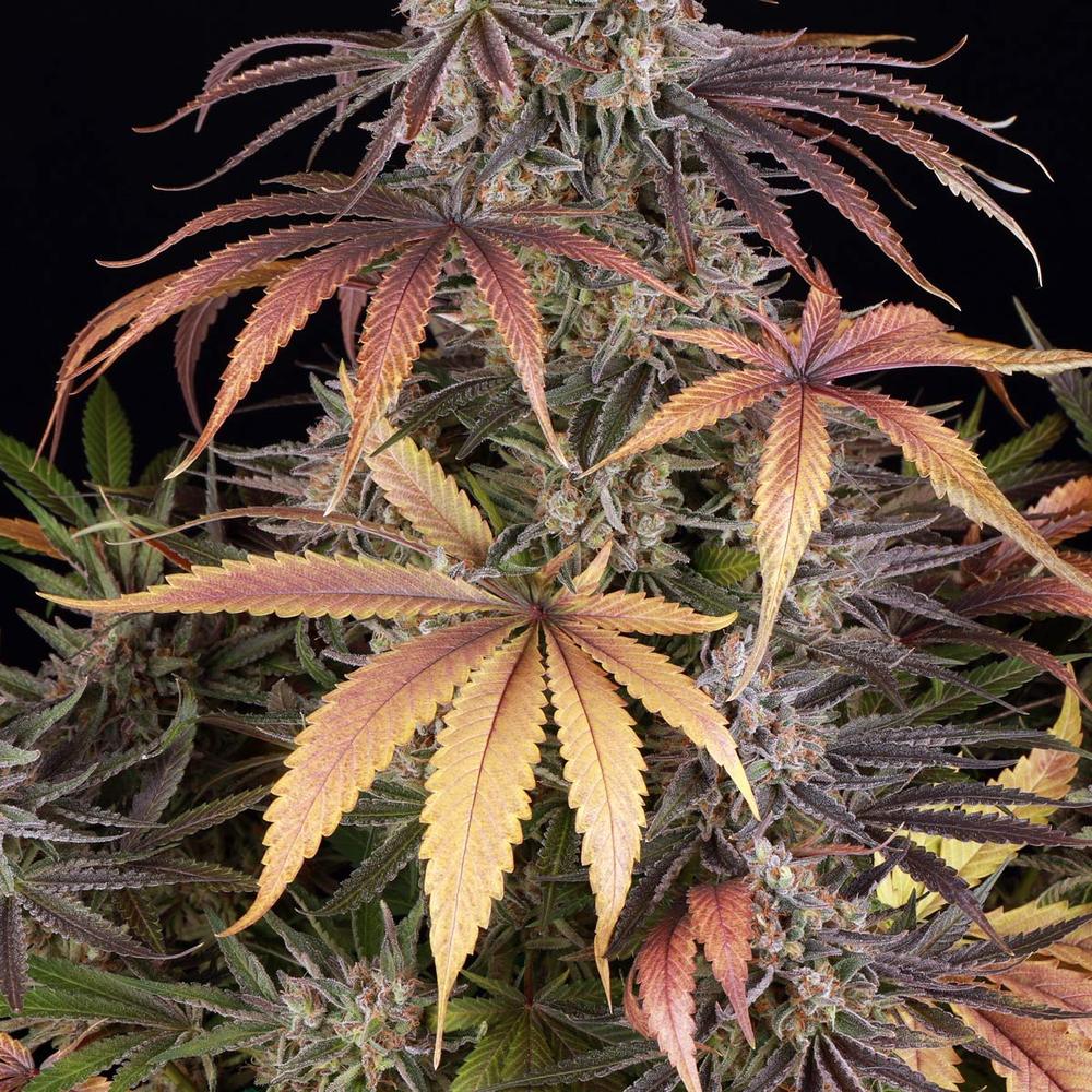 Barneys Farm - Sour Strawberry FEMINISIERT