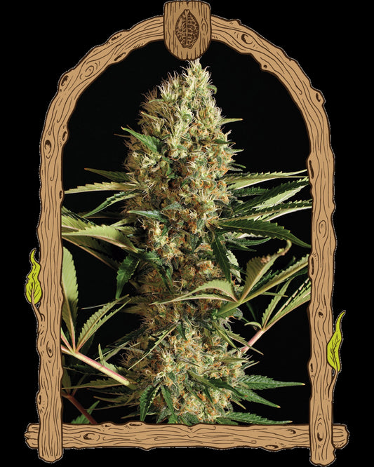 STRAWBERRY CUBE - AUTOFLOWER