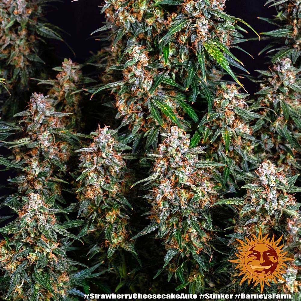 Barneys Farm - Strawberry Cheesecake AUTOFLOWER