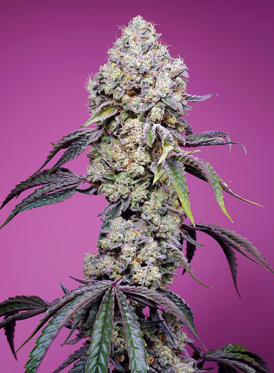 Sweet Mandarine Zkittlez F1 Fast Version® von Sweet Seeds® – ultraschnell blühende, feminisierte Cannabissorte mit süßem Zitrusaroma und hoher Harzproduktion. Ideal für Indoor- und Outdoor-Anbau.