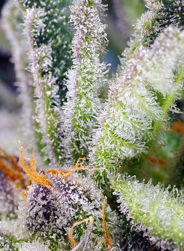 Sweet Seeds® - Sweet Mandarine Zkittlez F1 Fast Version® FEMINISIERT