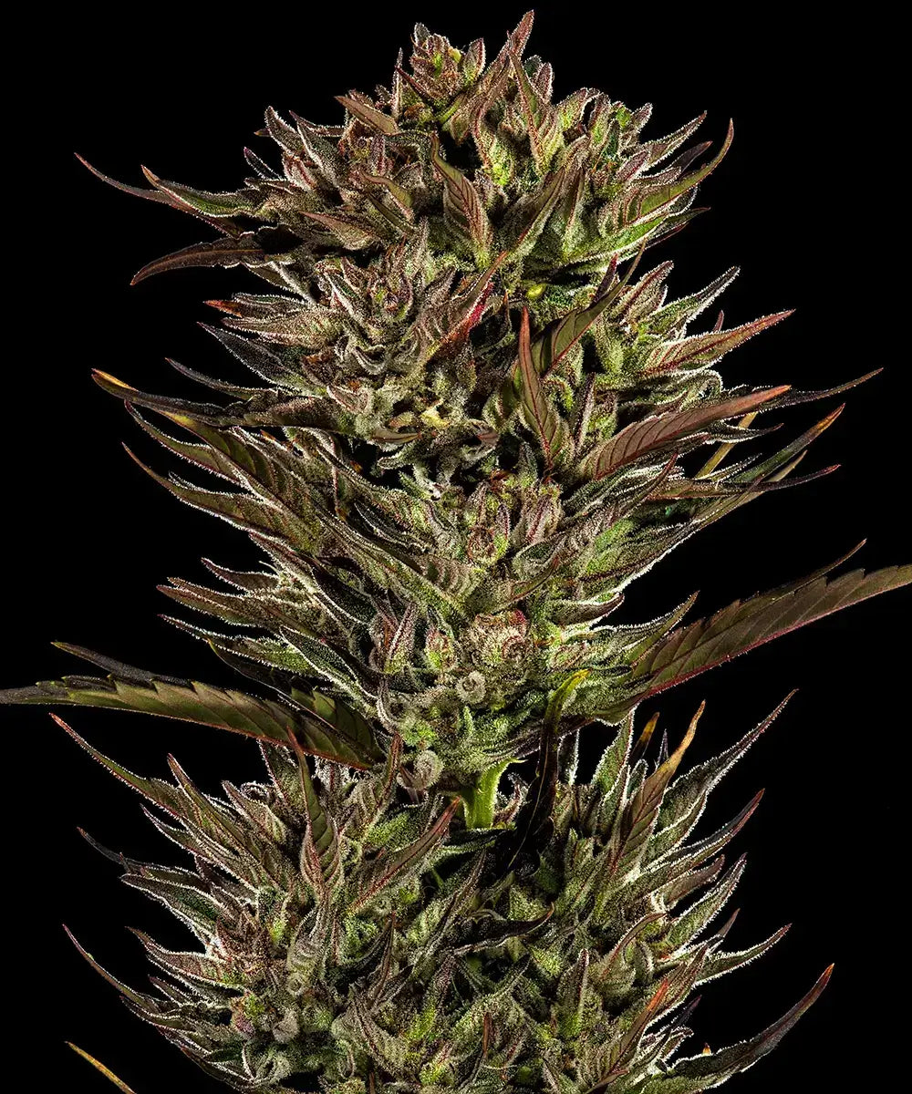 Thin Mint x Sour Pinot Auto Samen – 1er, 3er und 5er Pack – Barney's Farm