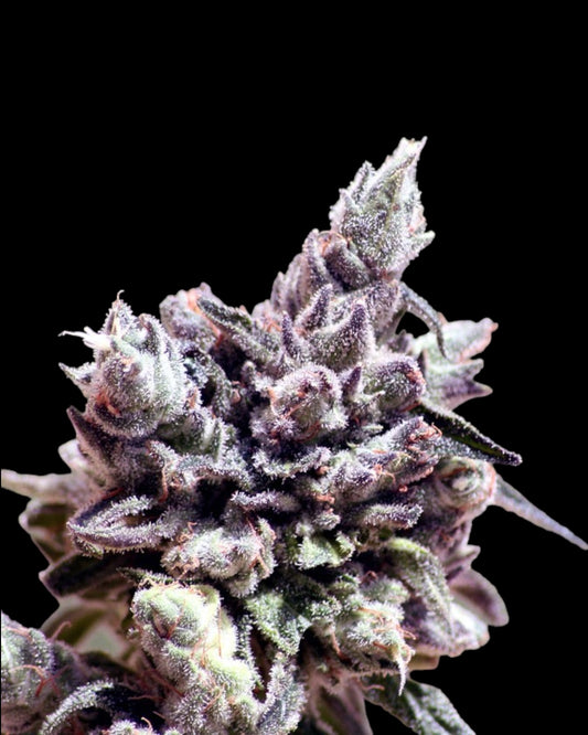 Washing Machine FEMINISIERT