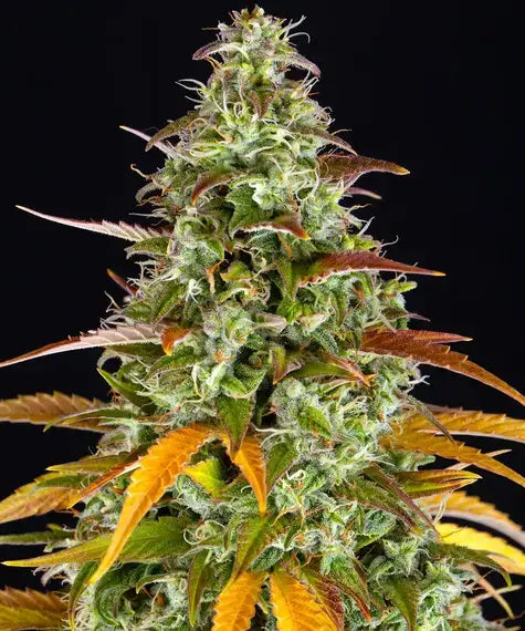 Watermelon Z feminisierte Sorte von Barney’s Farm