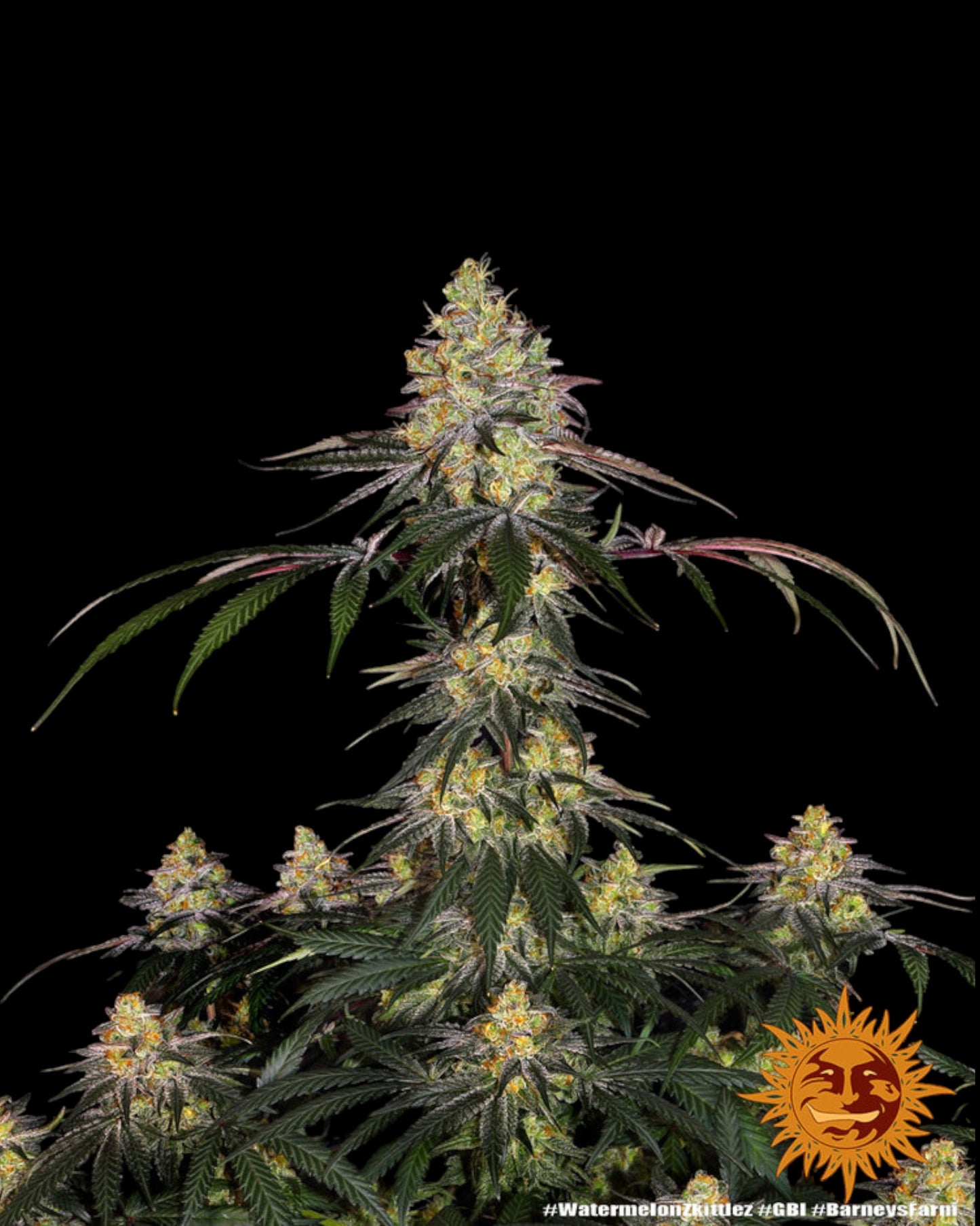 Barneys Farm - Watermelon Zkittlez FEMINISIERT