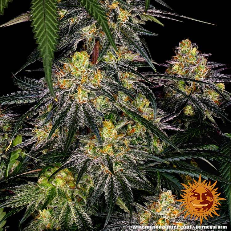 Barneys Farm - Watermelon Zkittlez FEMINISIERT