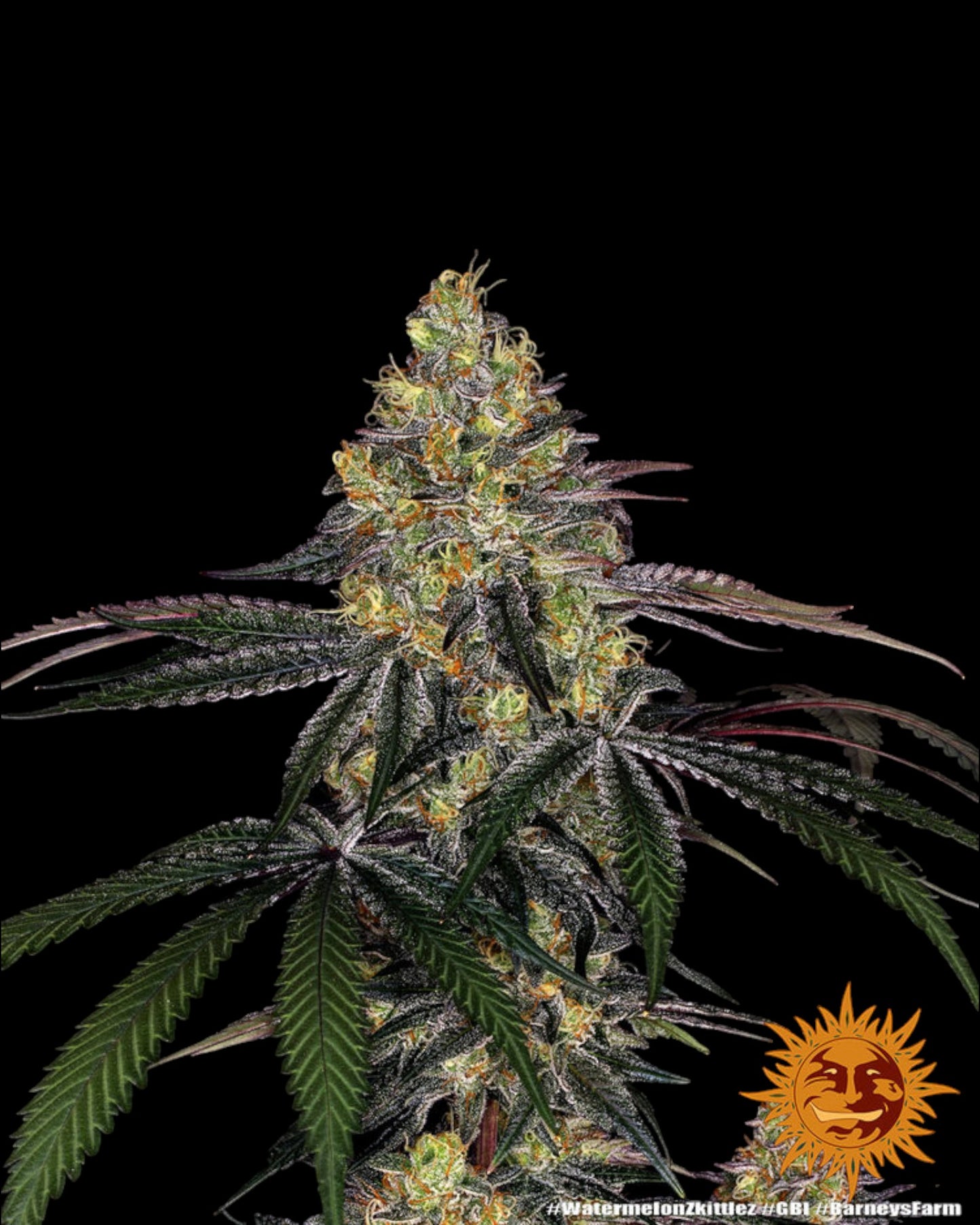 Barneys Farm - Watermelon Zkittlez FEMINISIERT