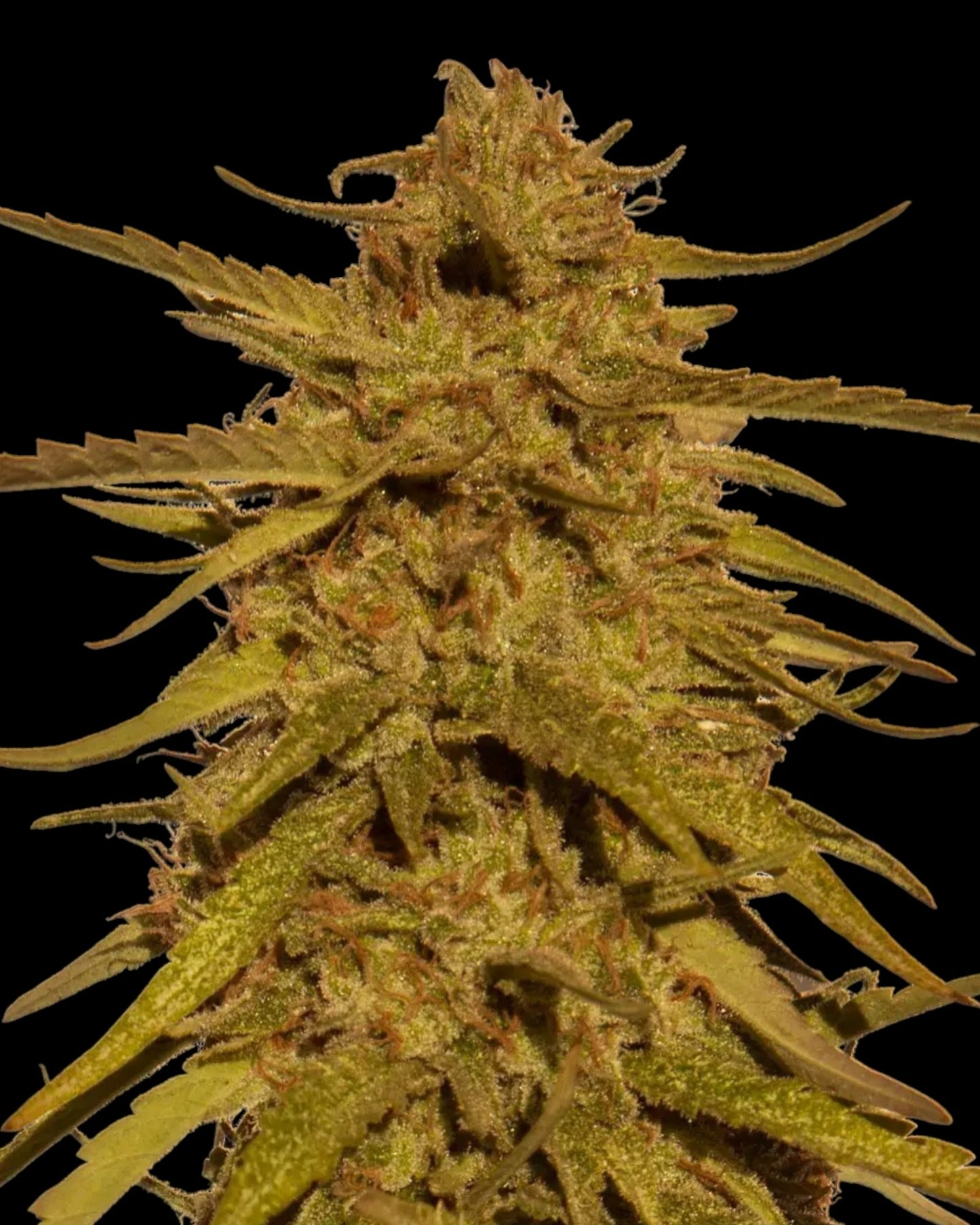Pineapple Haze Cannabis Samen – reguläre Sorte mit 24 % THC, tropischer Ananasgeschmack und starkem Sativa-High