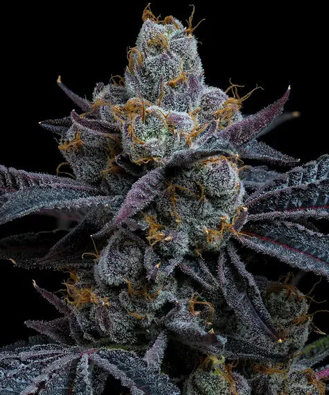 White Runtz Samen von Barney’s Farm – 55 % Indica, feminisierte Cannabissorte mit süßem Fruchtaroma und hohen Erträgen. Cannabis samen deutschland. pief-leaf