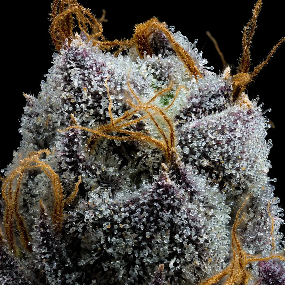 Barneys Farm - White Runtz FEMINISIERT