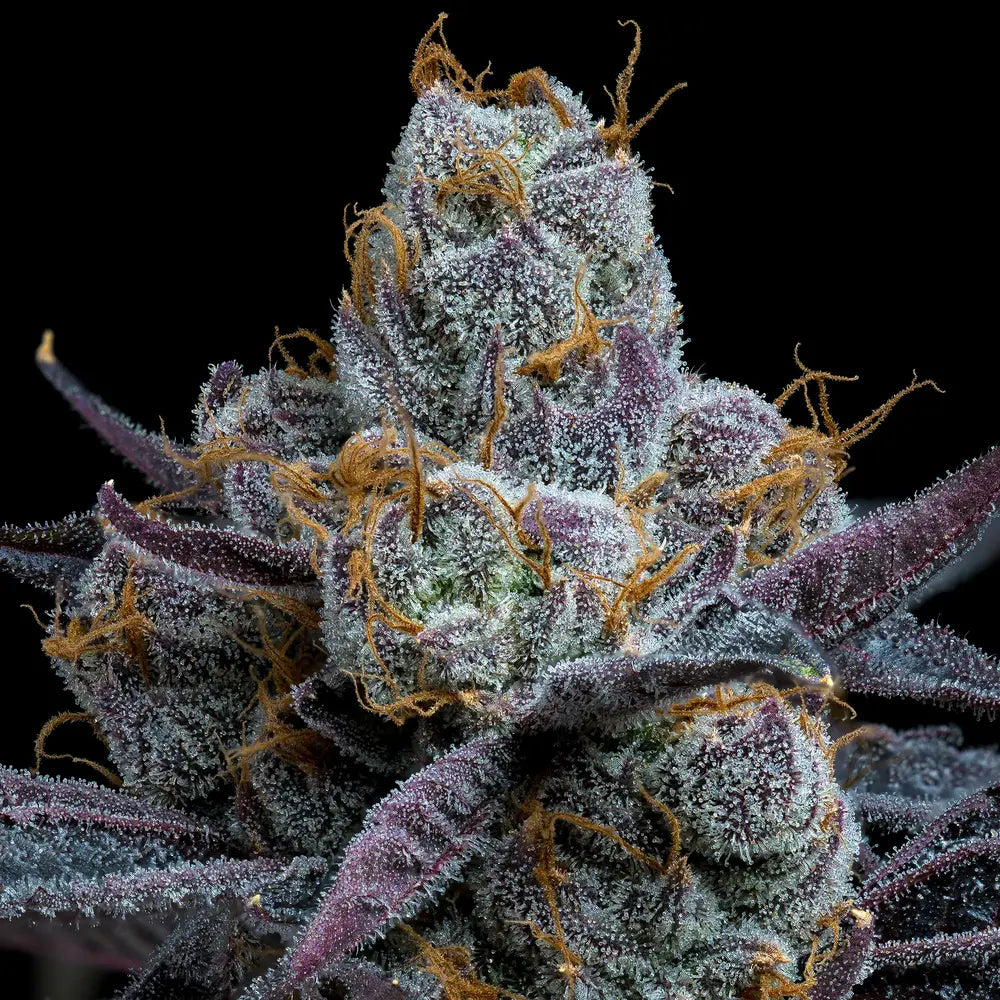 White Runtz Samen von Barney’s Farm – 55 % Indica, feminisierte Cannabissorte mit süßem Fruchtaroma und hohen Erträgen.