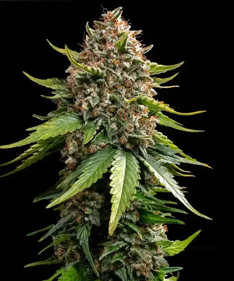 Barneys Farm White Widow XXL Auto feminisierte Cannabissamen
