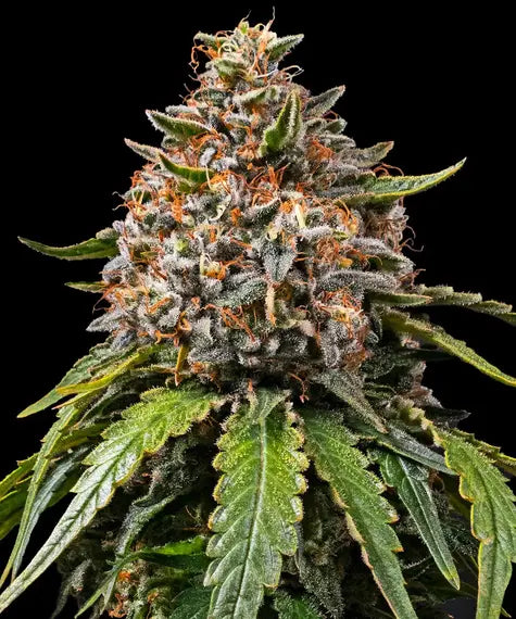 Barneys Farm - White Widow XXL FEMINISIERT