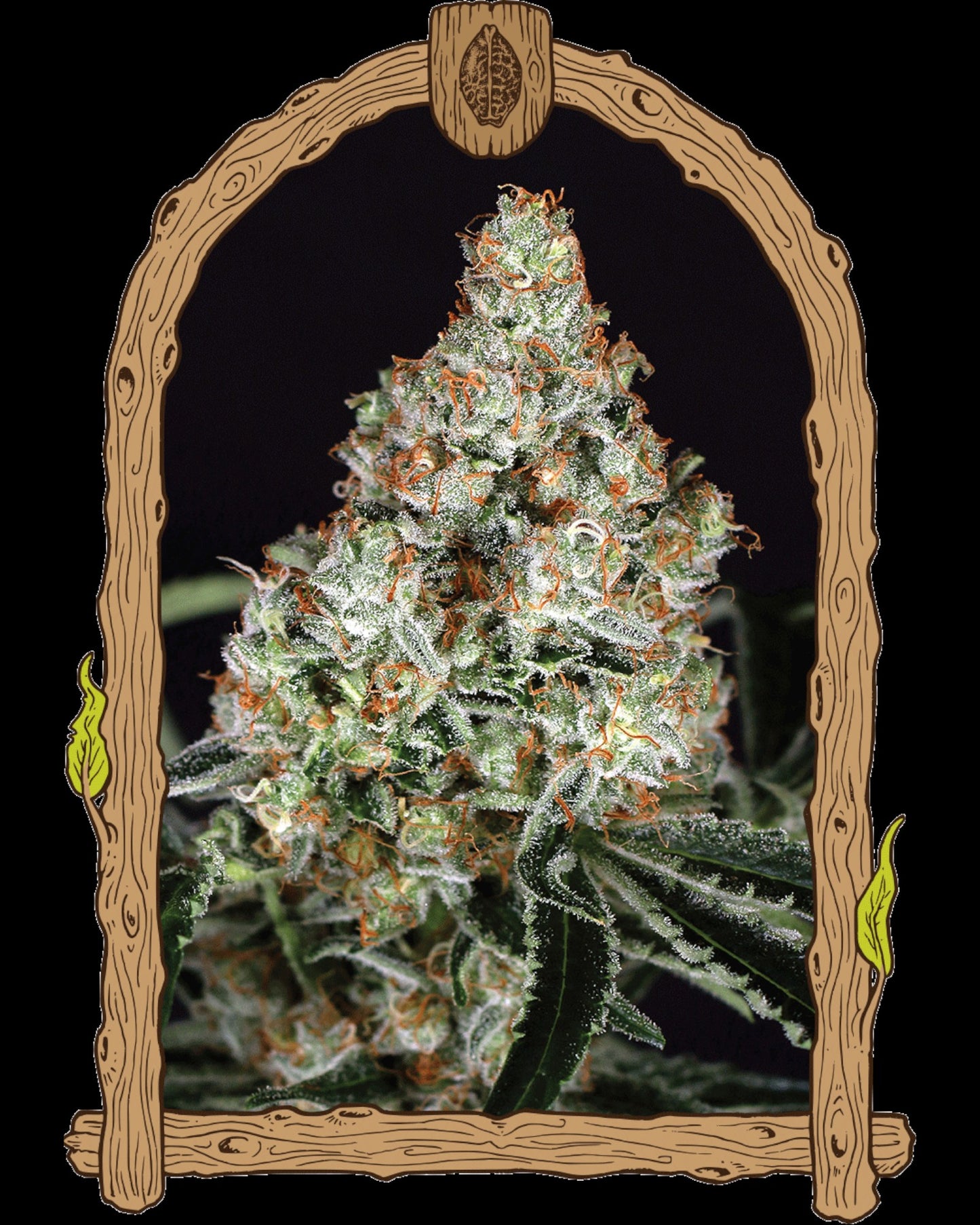 Exotic Seed - ZKITTALICIOUS - AUTOFLOWER