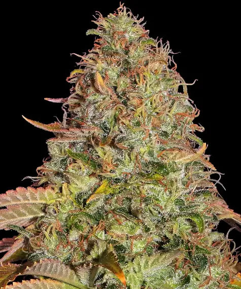 Barneys Farm - Zkittlez OG AUTOFLOWER