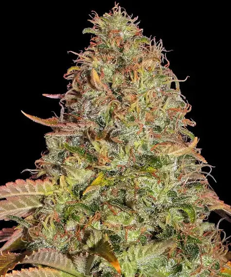 Barneys Farm Zkittlez OG Auto feminisierte Cannabissamen