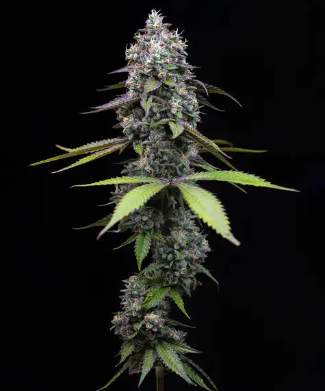 Zoap Samen von Barney’s Farm – 50 % Indica, 50 % Sativa, feminisierte Cannabissorte mit fruchtig-süßem Aroma und hohen Erträgen.