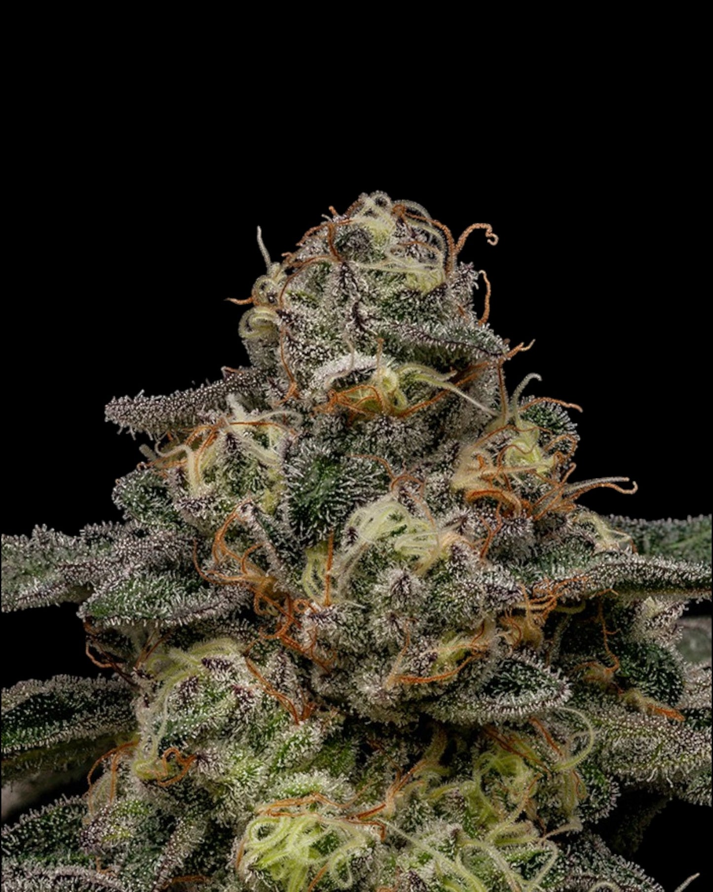 Ripper Seeds - Zombie Bride FEMINISIERT