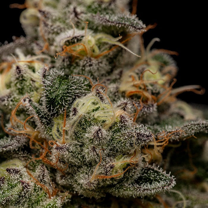 Ripper Seeds - Zombie Bride FEMINISIERT
