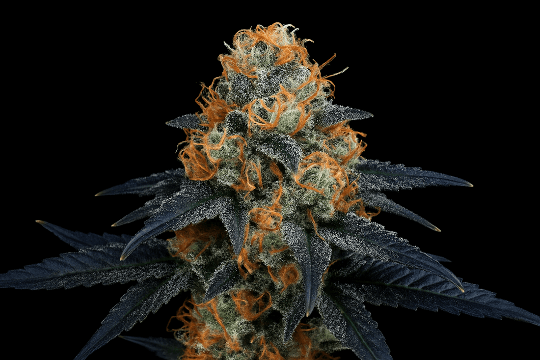 Cannabis Erntezeitpunkt erkennen – Tipps zu Trichomen, Pistillen und Blütenreife von Pief-Leaf®